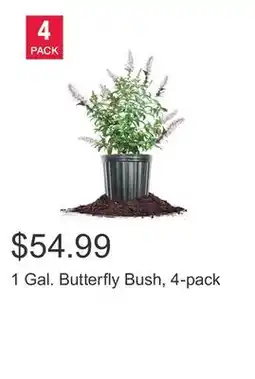Costco 1 Gal. Butterfly Bush, 4-pack offer