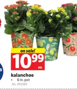 Lidl kalanchoe offer