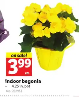 Lidl indoor begonia offer