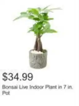 Bonsai Live Indoor Plant in 7 in.