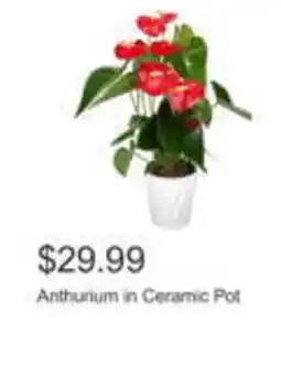 Costco Anthurium in Ceramic Pot offer