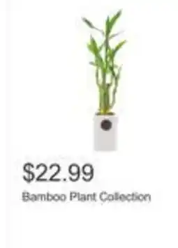Costco Bamboo Plant Collection offer