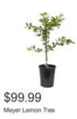Costco Meyer Lemon Tree offer