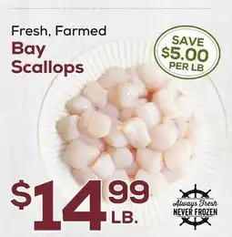 DeCicco & Sons Bay Scallops offer