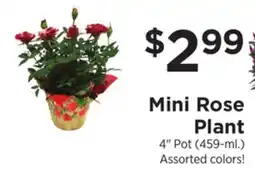 ShopRite Mini Rose Plant offer