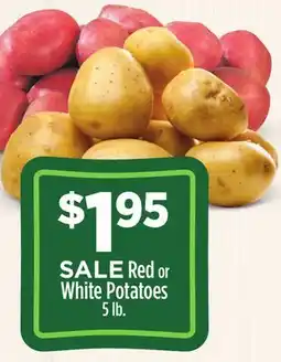 Dollar General Red or White Potatoes offer