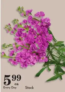 Pavilions Stock offer