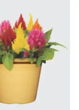The Home Depot 8 Winchester Celosia offer
