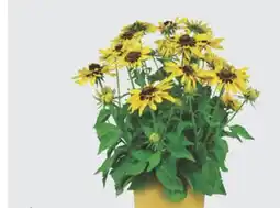 The Home Depot 2 COLOR POT SUNBECKIA offer