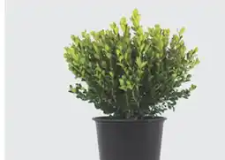 The Home Depot 1 Boxwood offer
