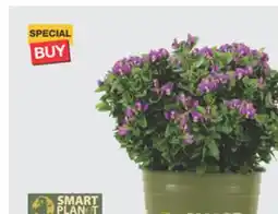 The Home Depot SMART PLAN-T 2-Gallon Perennials offer