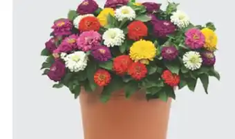 The Home Depot 14 Terra Nova Annual Planter offer