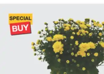 The Home Depot Pint Mum offer