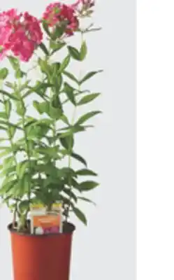 The Home Depot Gallon Perennials offer