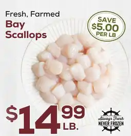 DeCicco & Sons Bay Scallops offer
