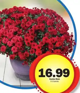Meijer Garden Mum offer
