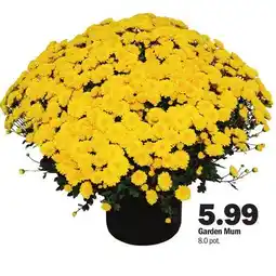 Meijer Garden Mum offer
