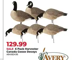 Runnings 6 Pack Harvester Canada Goose Decoys offer