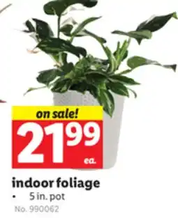 Lidl indoor foliage offer