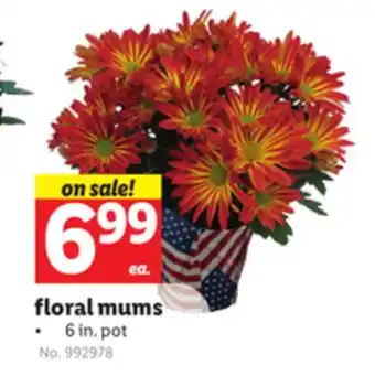 Lidl Floral mums offer