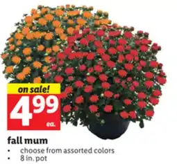 Lidl fall mum offer