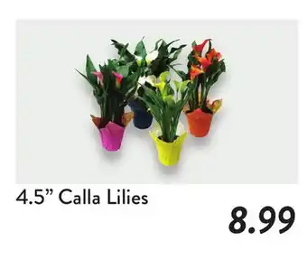 Fresh Thyme 4.5 Calla Lilies offer