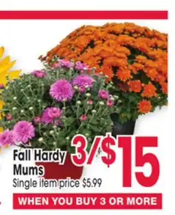 Jewel-Osco Fall Hardy Mums offer