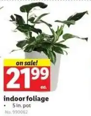 Lidl indoor foliage offer