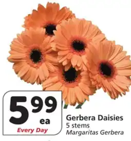 Albertsons Gerbera Daisies offer