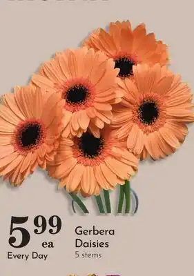 Pavilions Gerbera Daisies offer