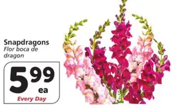 Albertsons Snapdragons offer