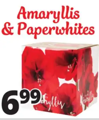 Ocean State Job Lot Amaryllis & Paperwhites offer