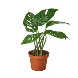 Walmart House Plant Dropship 2-MONSTERA-SWISS.CHEESE Monstera Adansonii Swiss Cheese Plant offer