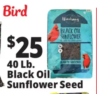 Ocean State Job Lot 40 Lb. Black Oil Sunflower Seed offer