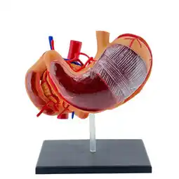 Walmart MOMOJIA Detailed 4D Stomach Anatomy Model for Medicals Education and Demonstrations offer