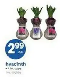Lidl hyacinth offer
