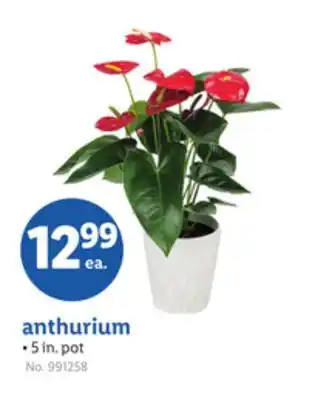 Lidl anthurium offer