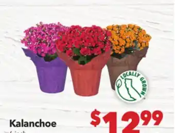 Vallarta Supermarkets Kalanchoe offer
