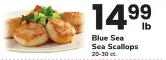 ACME Blue Sea Sea Scallops offer