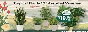 Dearborn Market Tropical Plants 10 offer