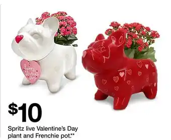 Target Spritz live Valentine's Day plant and Frenchie pot offer