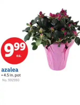 Lidl azalea offer