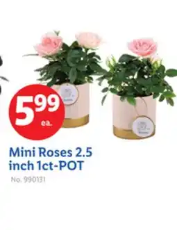 Lidl Mini Roses 2.5 inch 1ct-POT offer