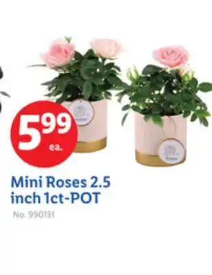 Lidl Mini Roses 2.5 inch 1ct-POT offer