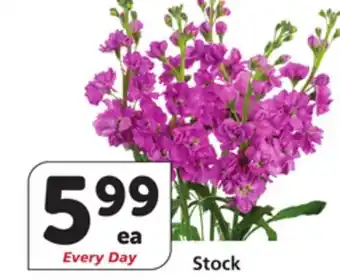 Vons Stock offer