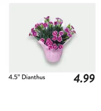 Fresh Thyme 4.5 Dianthus offer