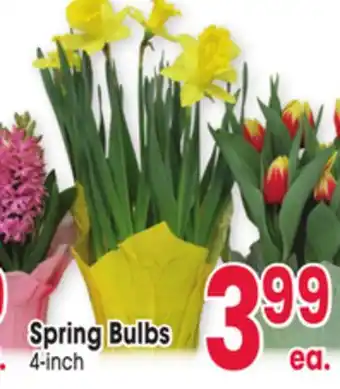 Jewel-Osco Spring Bulbs offer