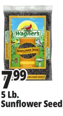 Ocean State Job Lot Wagner's Black Oil Sunflower Seed Wild Bird Food 5 lbs offer