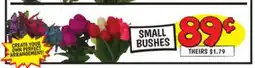 Ollie's SMALL BUSHES offer