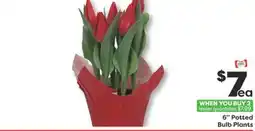 Weis Markets 6 Potted Bulb Plants offer